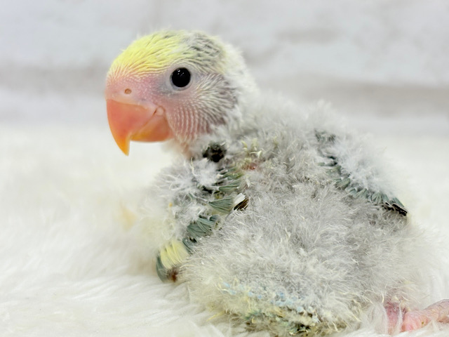 果汁たっぷり青リンゴ🍏コザクラインコ(ブルーチェリーパイド) ヒナ