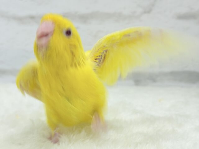 サザナミインコ