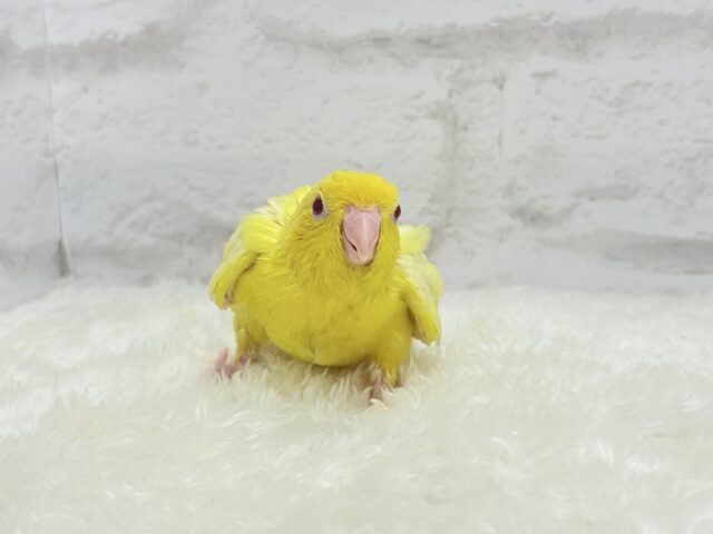 サザナミインコ