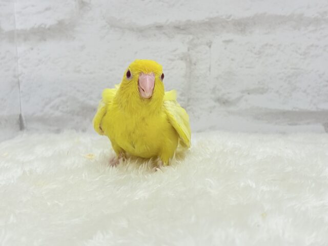 サザナミインコ
