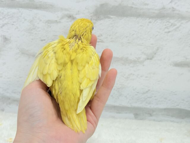 サザナミインコ