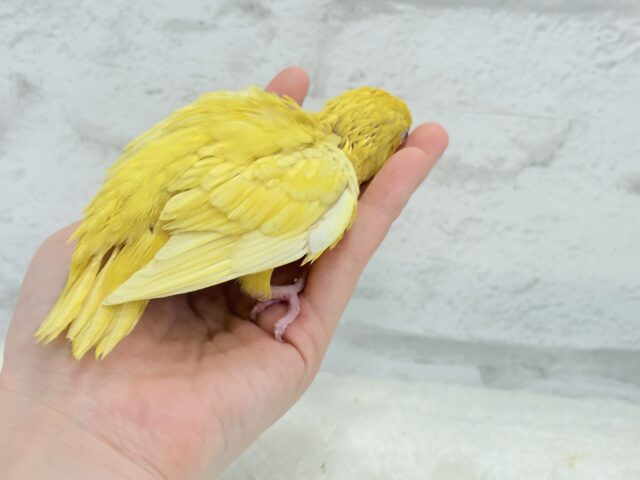 サザナミインコ
