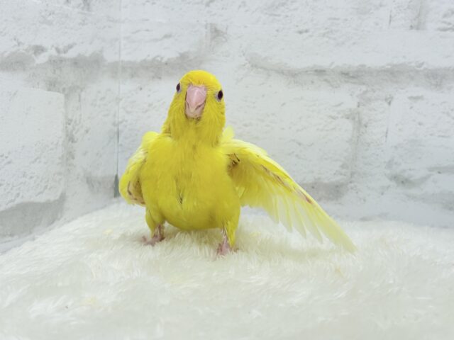 サザナミインコ
