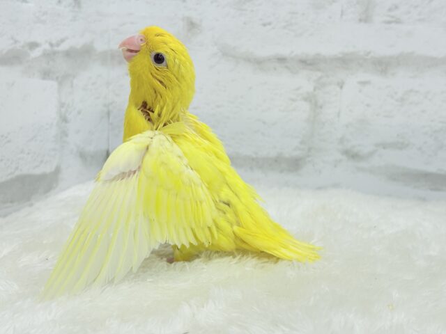 サザナミインコ