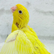 【最新画像更新🪄】ピッカピカ💖ビビットカラー☀️サザナミインコ(ルチノー) ヒナ