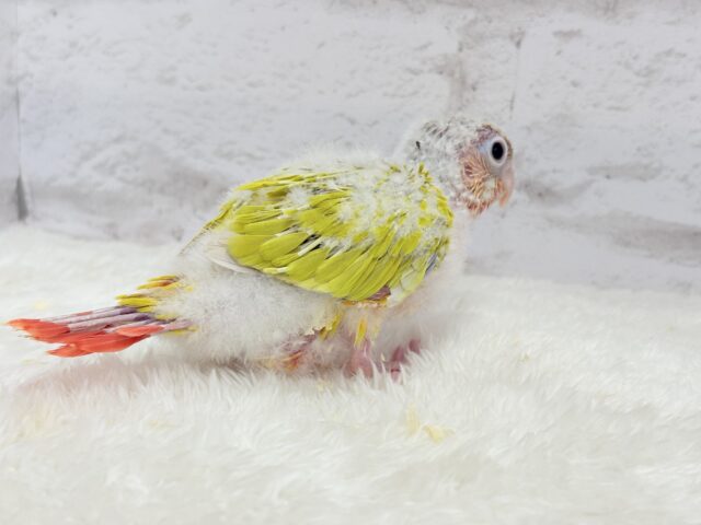 ホオミドリウロコインコ