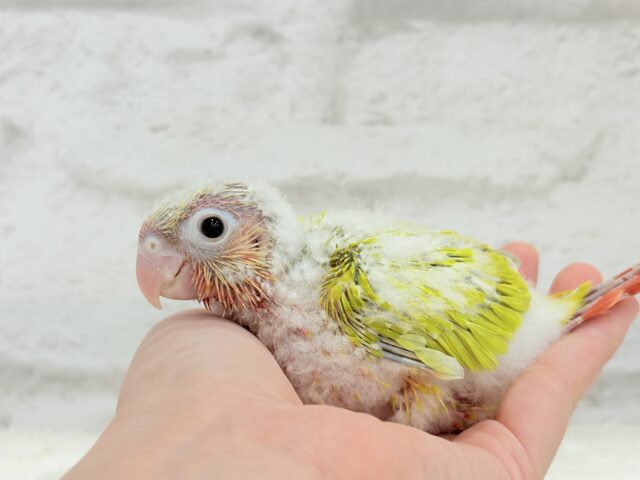ホオミドリウロコインコ