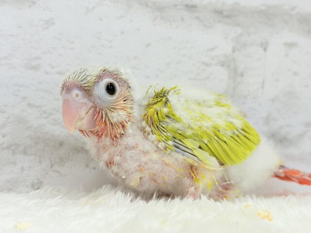 ホオミドリウロコインコ