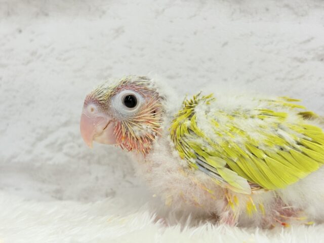 ホオミドリウロコインコ