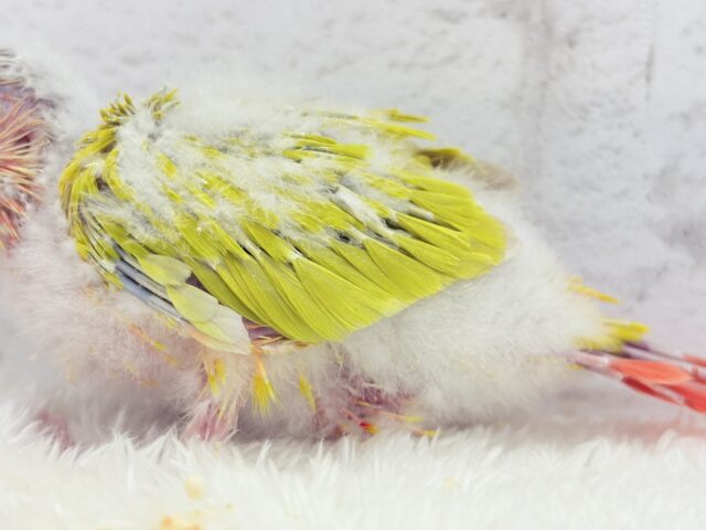 ホオミドリウロコインコ