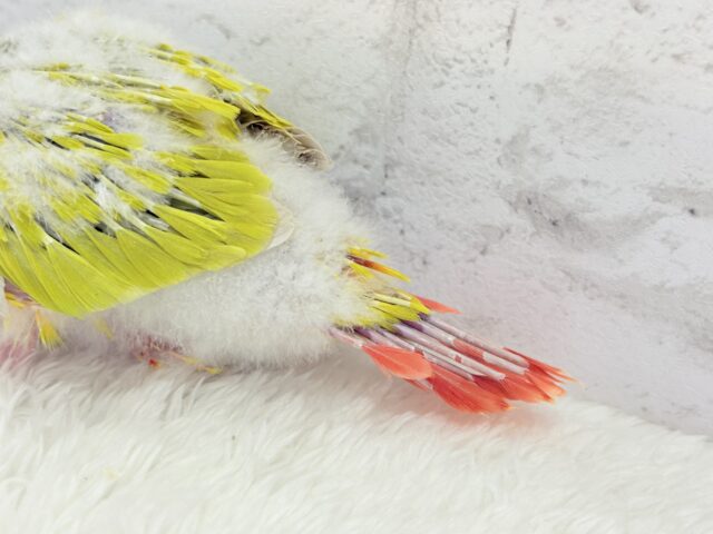 ホオミドリウロコインコ