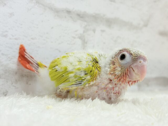ホオミドリウロコインコ