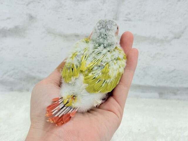 ホオミドリウロコインコ