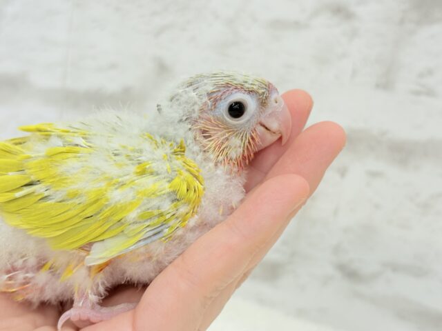 ホオミドリウロコインコ