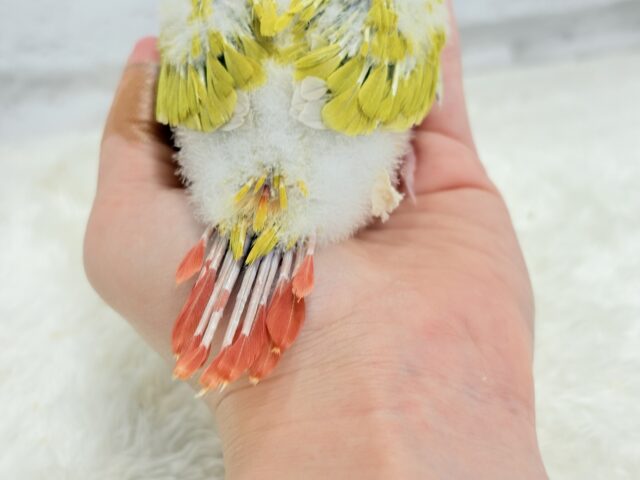 ホオミドリウロコインコ