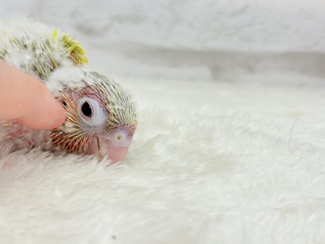 ホオミドリウロコインコ