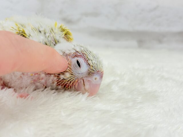 ホオミドリウロコインコ