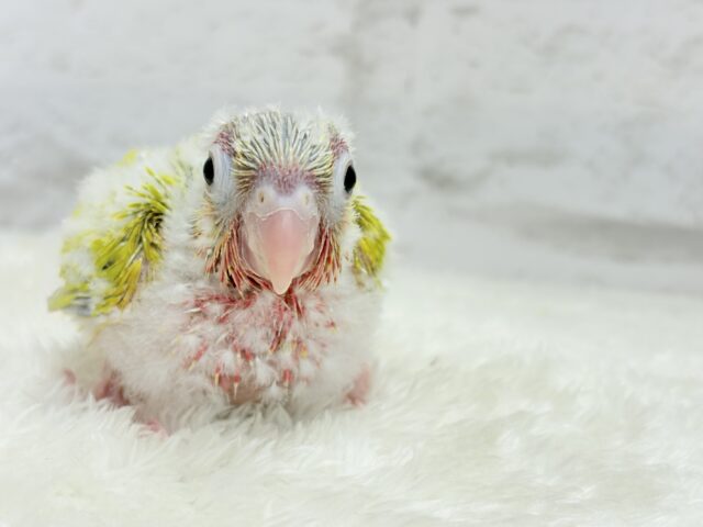 ホオミドリウロコインコ