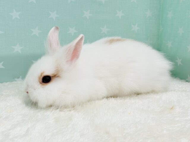 ライオンラビット
