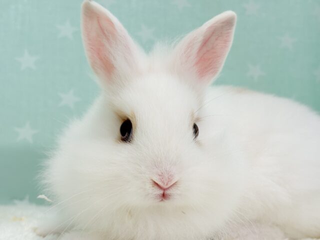 ライオンラビット