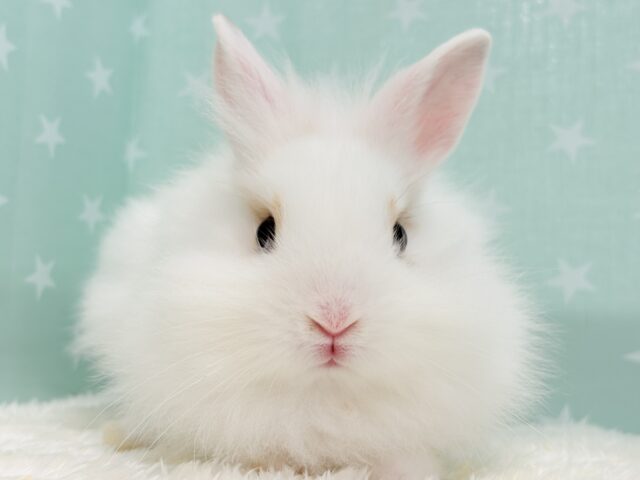 ライオンラビット
