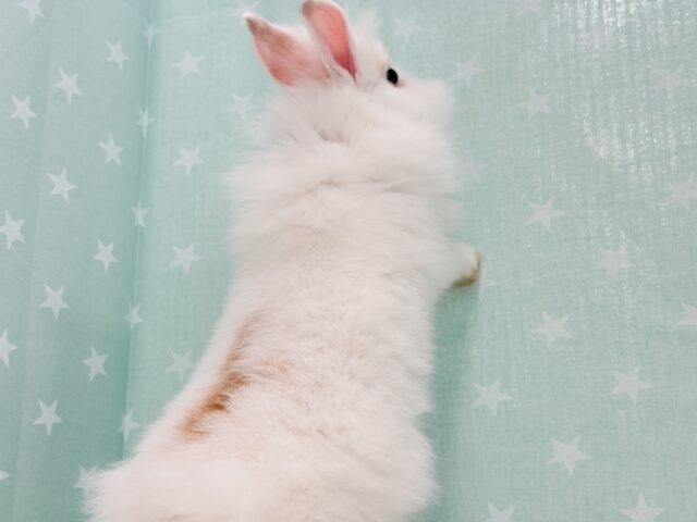 ライオンラビット