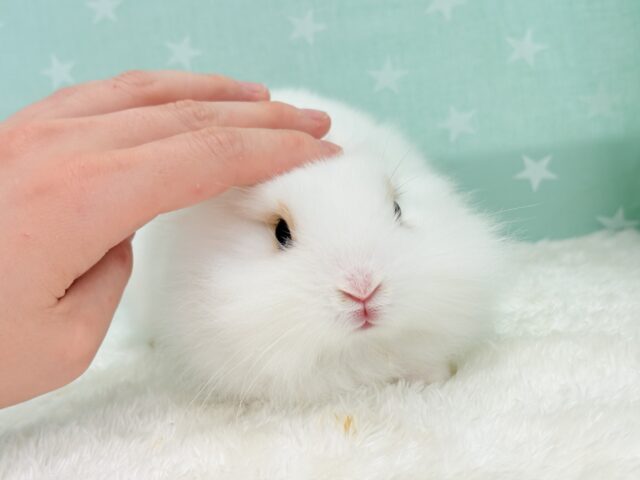 ライオンラビット
