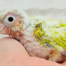 ちょっと早めのトロピカル🍉🍊🍋ウロコインコ(サンチーク) ヒナ