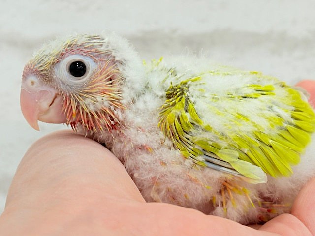 ちょっと早めのトロピカル🍉🍊🍋ウロコインコ(サンチーク) ヒナ