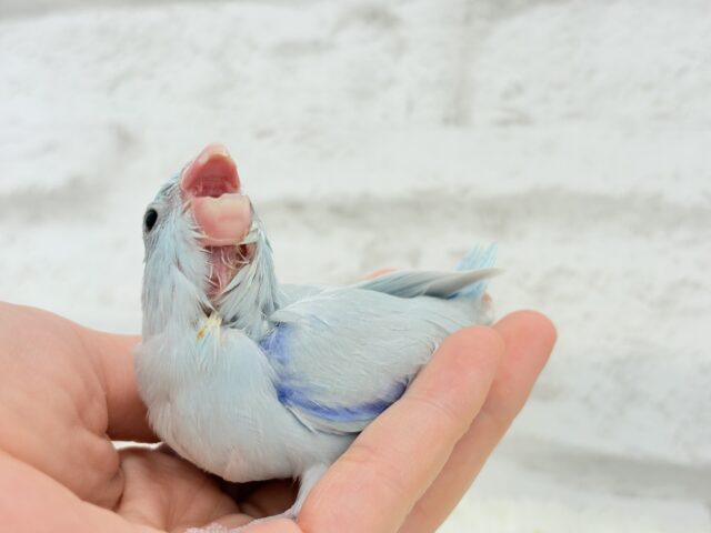 マメルリハ