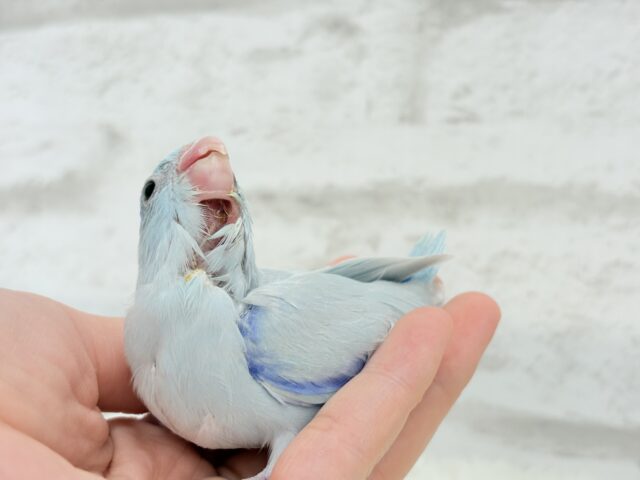マメルリハ