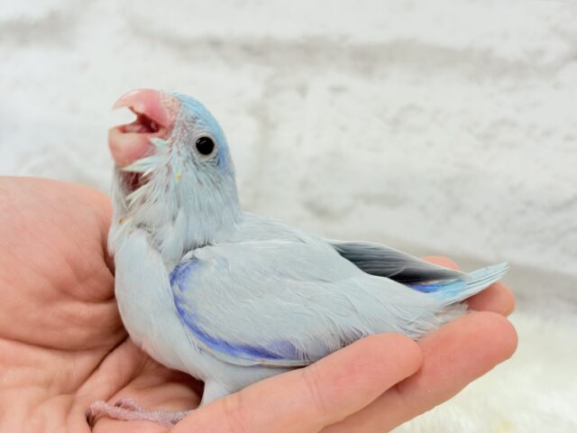 マメルリハ