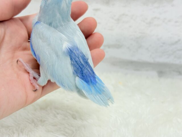 マメルリハ