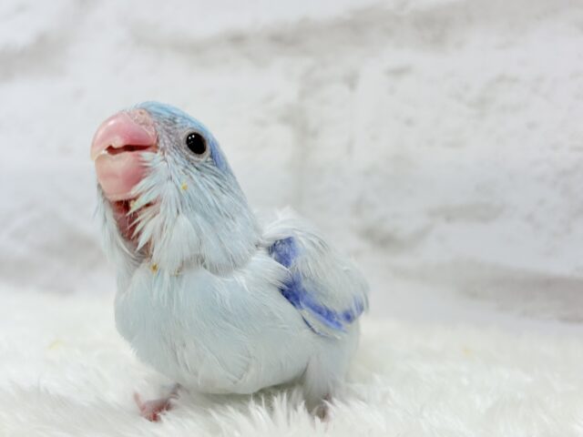マメルリハ