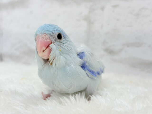 マメルリハ