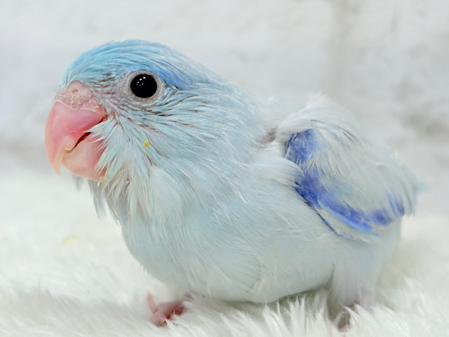 【最新画像更新🪄】人気者🐣美カラーマメちゃんを見逃すな！！マメルリハ(アメリカンホワイト) 男の子 ヒナ