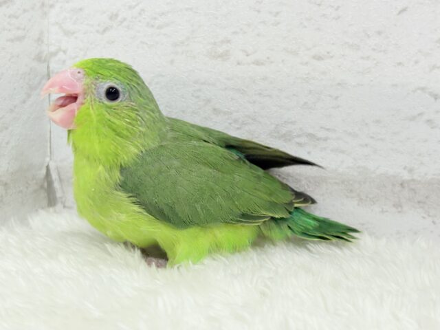 マメルリハ