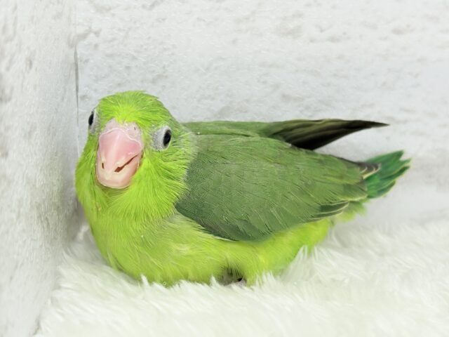 マメルリハ