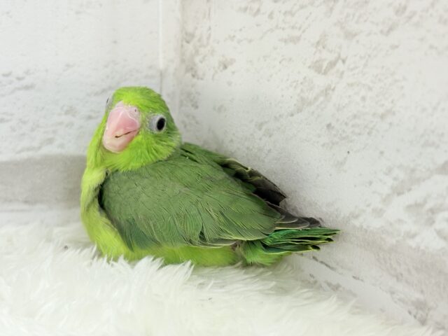 マメルリハ