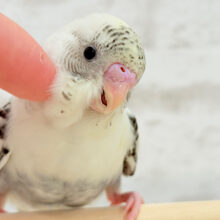 カラーも声も可愛いんです💖セキセイインコ(四色ハルクイン)
