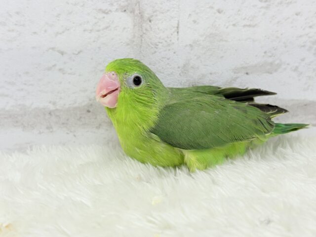 マメルリハ