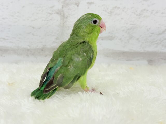 マメルリハ