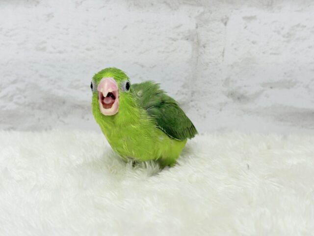 マメルリハ