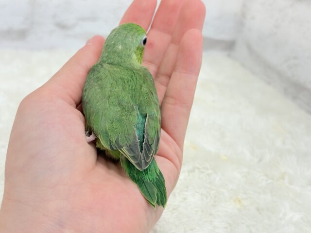 マメルリハ