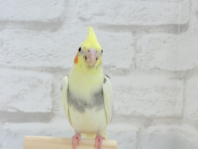 オカメインコ