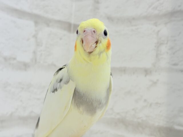オカメインコ