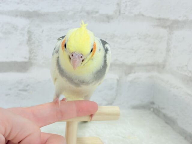 オカメインコ