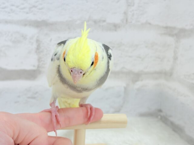 オカメインコ