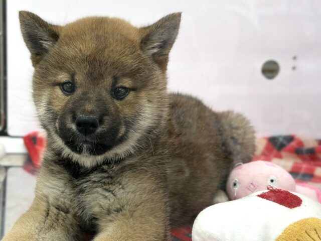 柴犬