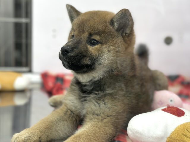 柴犬